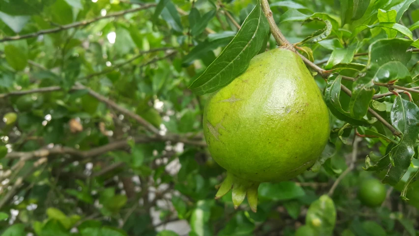 a green pomegranate still growing in the tree