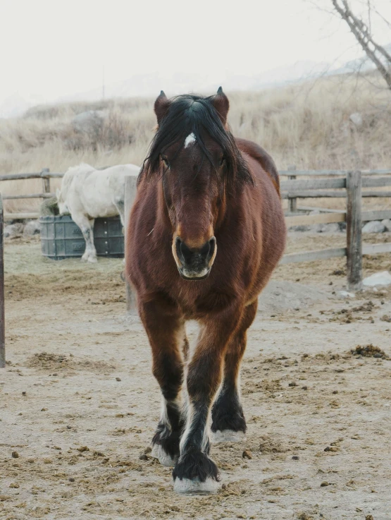 there is a horse that has been running in the dirt