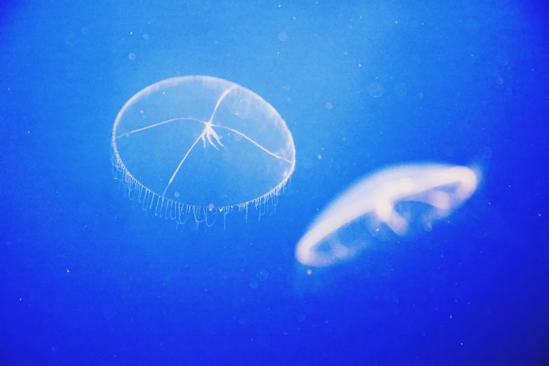 jellyfish and an image of a squid swimming in blue water