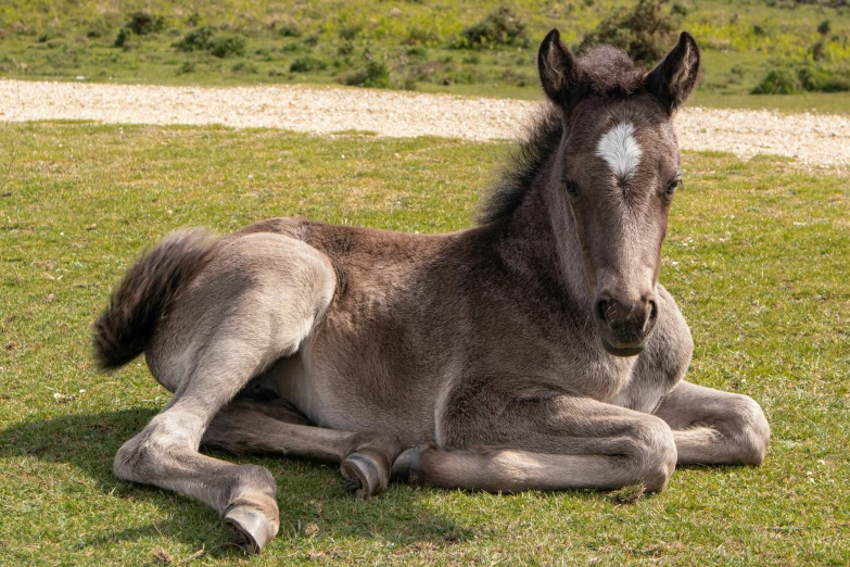 a horse that is laying down in the grass