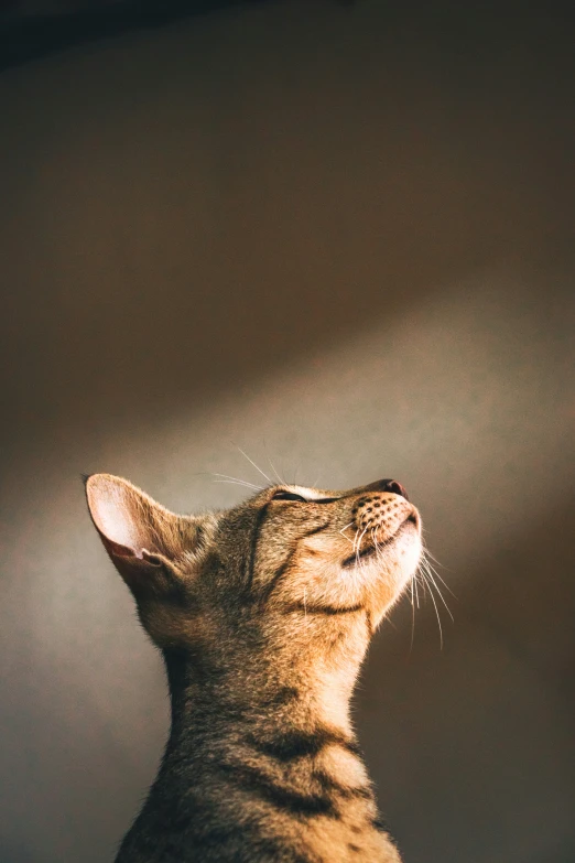 a close up of a cat staring up at soing