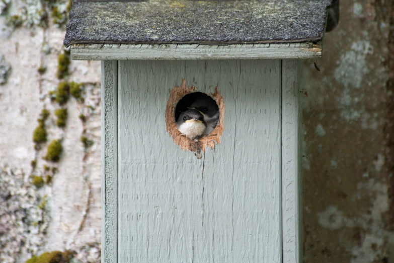 a bird with its head stuck in a nest