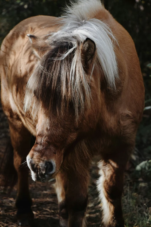 a small brown and white pony with a light colored hair