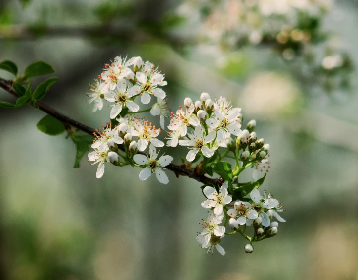 white flowers on a tree with a blurry background