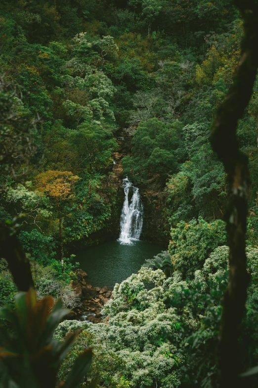 a forest filled with lots of trees and water