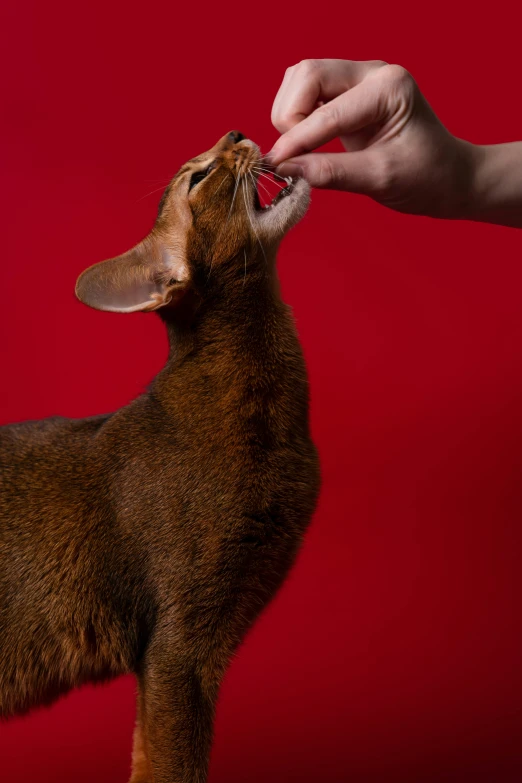 a dog that is biting soing on a red background
