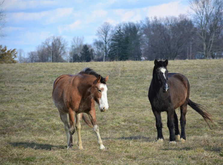 two horses in a field with trees and grass