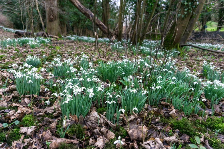 the forest has lots of trees and flowers growing in it