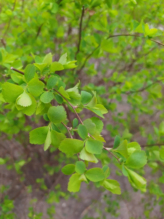 tree leaves blowing in the wind on a windy day