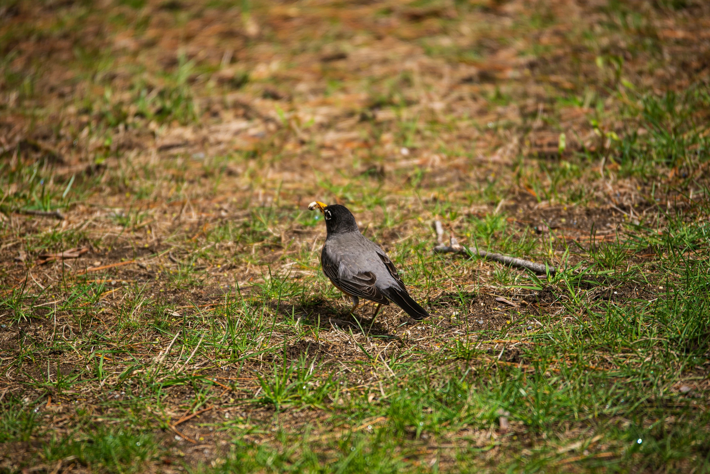 a bird is standing on grass outside