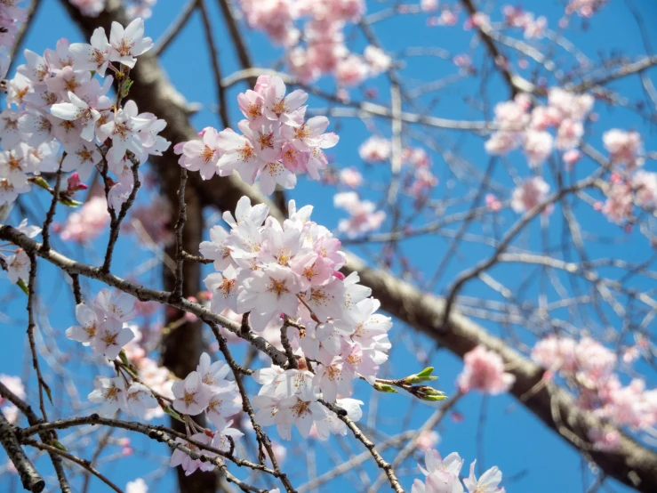 a blossoming tree in the air with a blue sky in the background