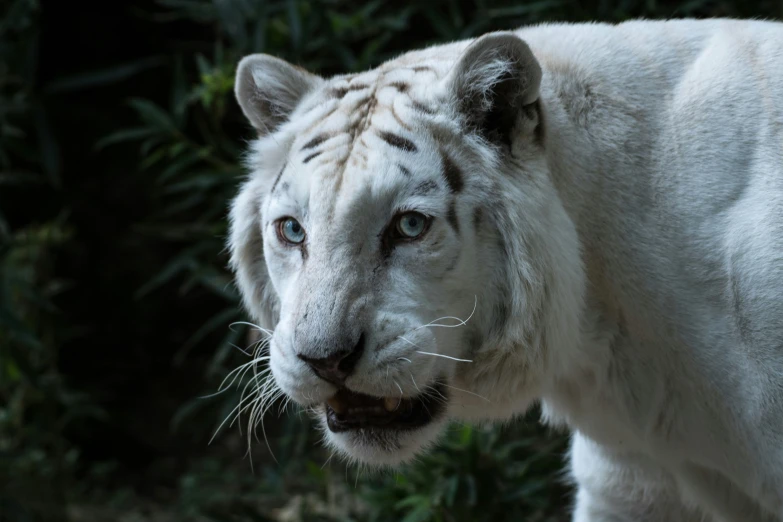 a white tiger walking through a jungle filled with greenery