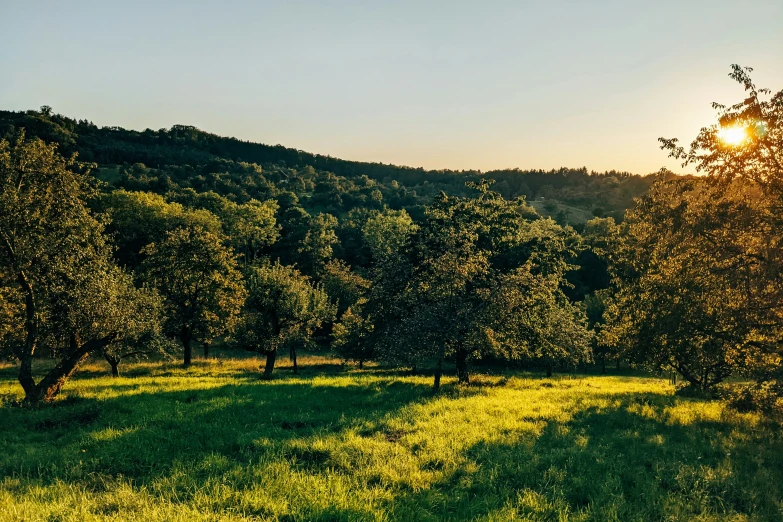 a bright sun shining in a forest that is on a hill