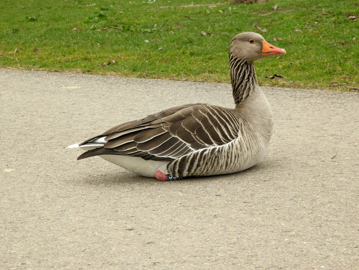 a duck sitting on the sidewalk outside