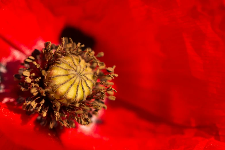 a red flower with a yellow center in the middle