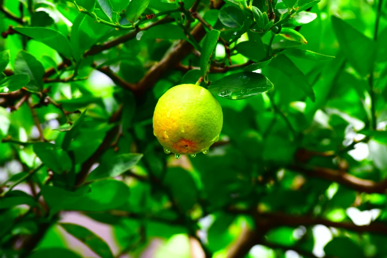 the green lemon tree has the bright yellow fruit