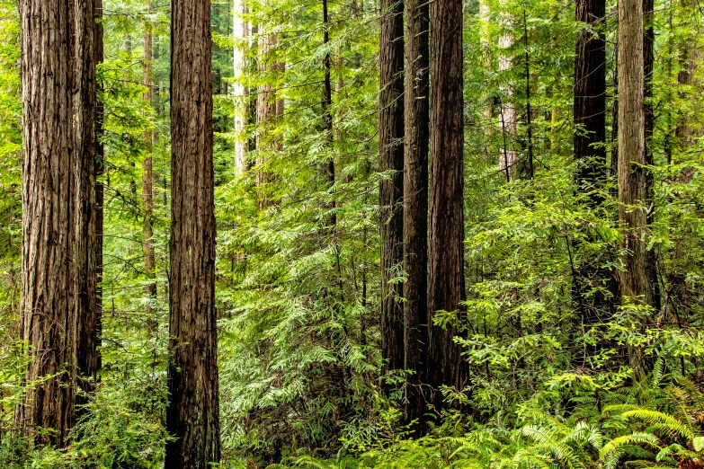 trees and brush in the middle of a wooded area