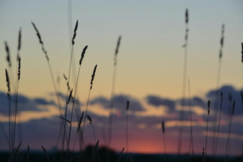 a field full of dry grass and some clouds