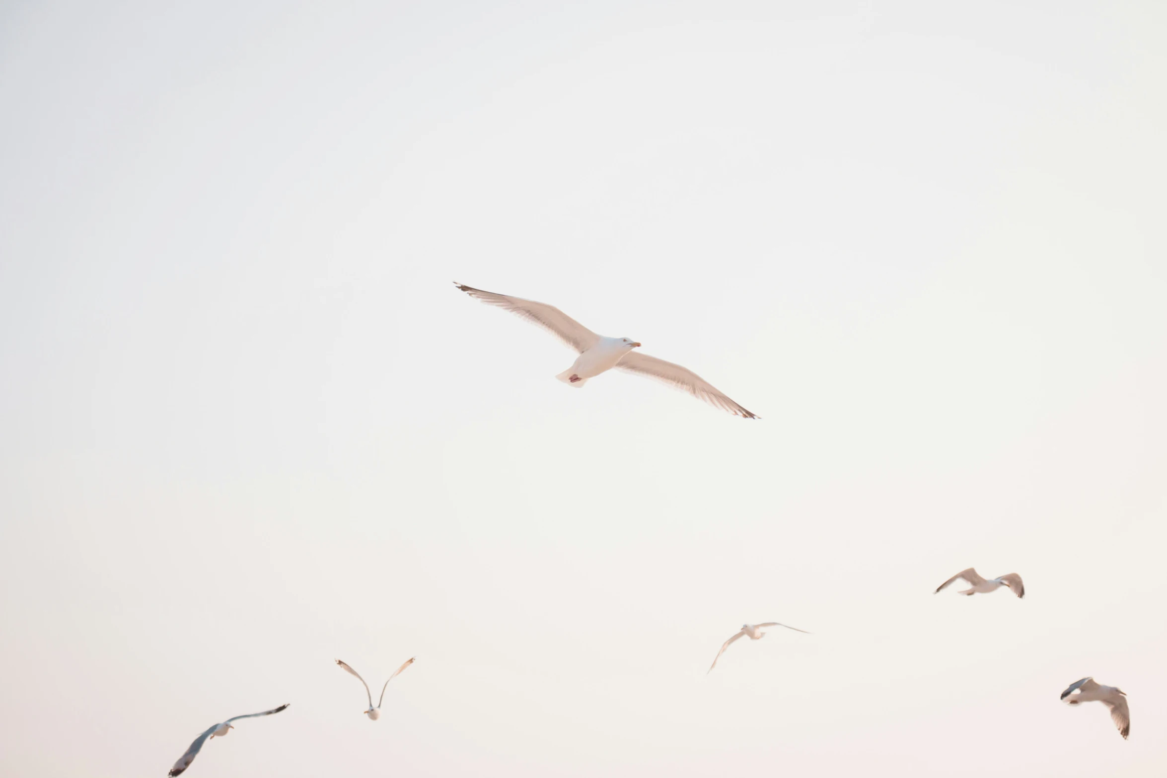 the seagulls fly in a clear sky on a sunny day