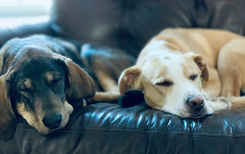two dogs rest on top of the leather sofa