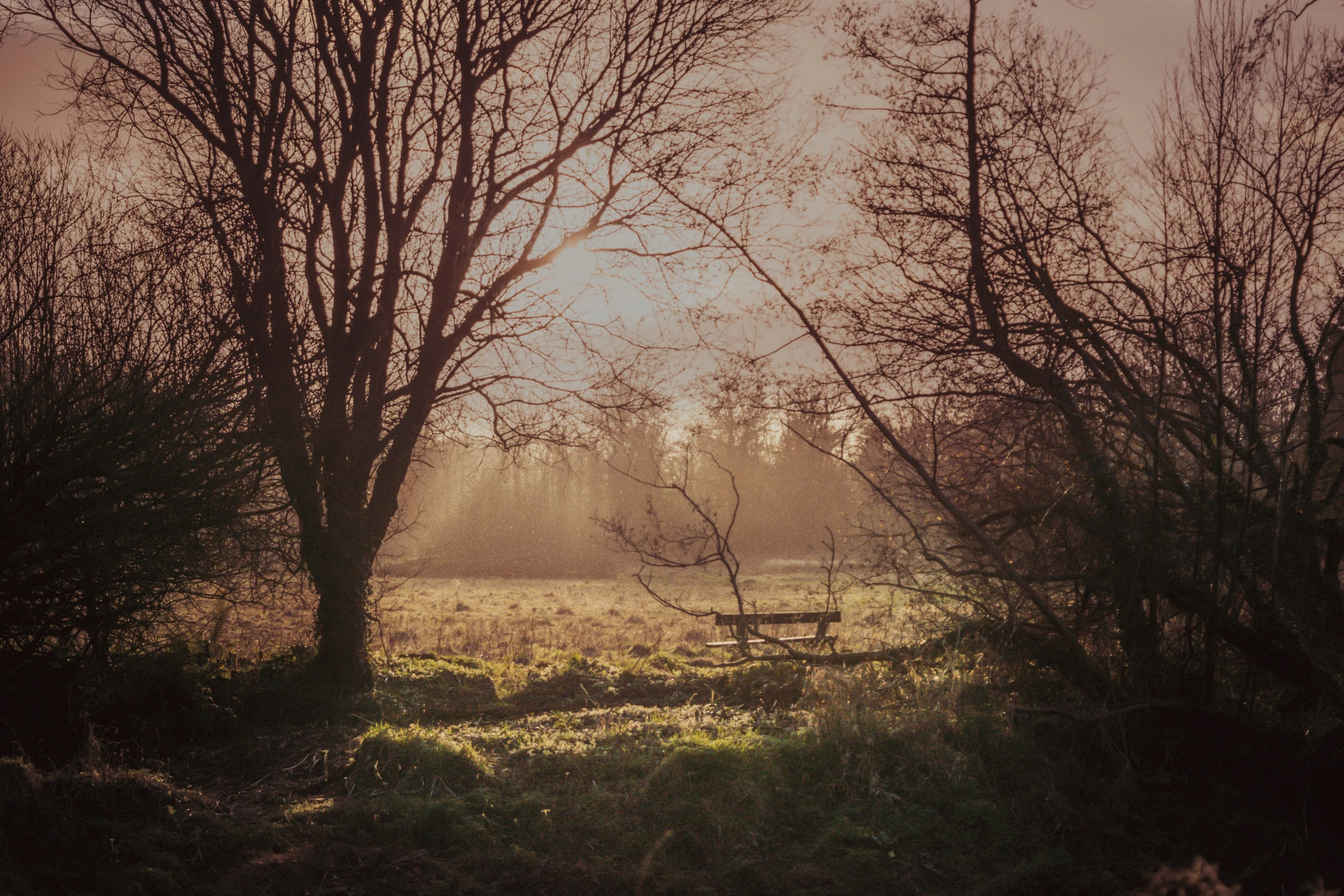 a picnic table in the woods during a foggy day