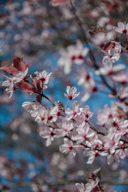 blossoms blooming against a blue sky background