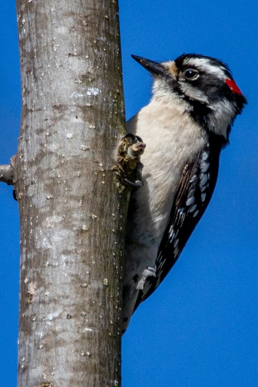 a wooden bird with a red head perched on the nch of a tree