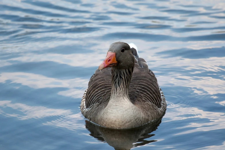 duck sitting in the water, with its head above the water's surface