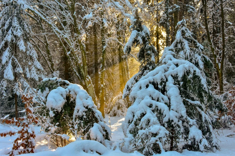 a wooded scene with many evergreens covered in snow