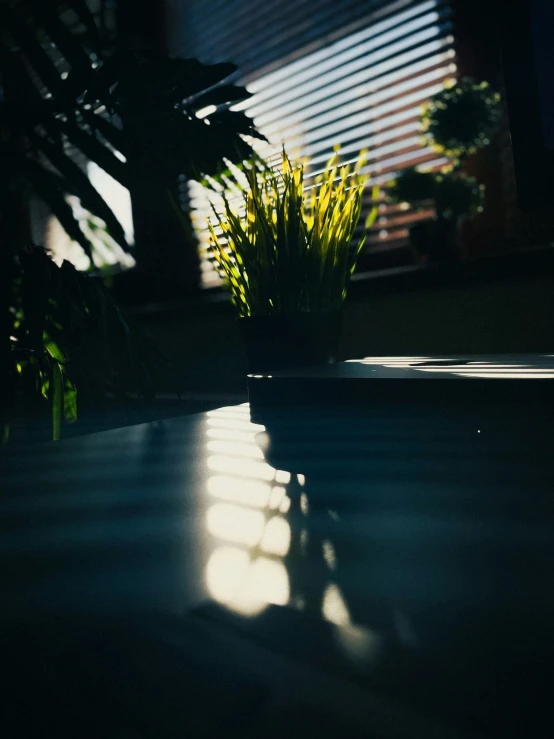 some plants are sitting on the floor