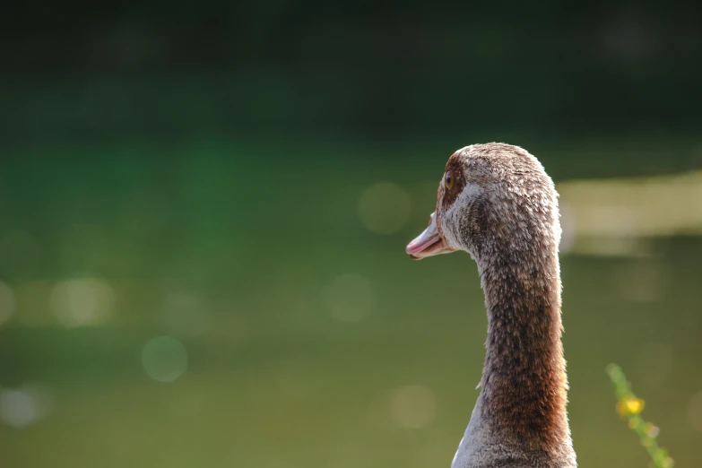 a goose with a brown bill standing near a body of water