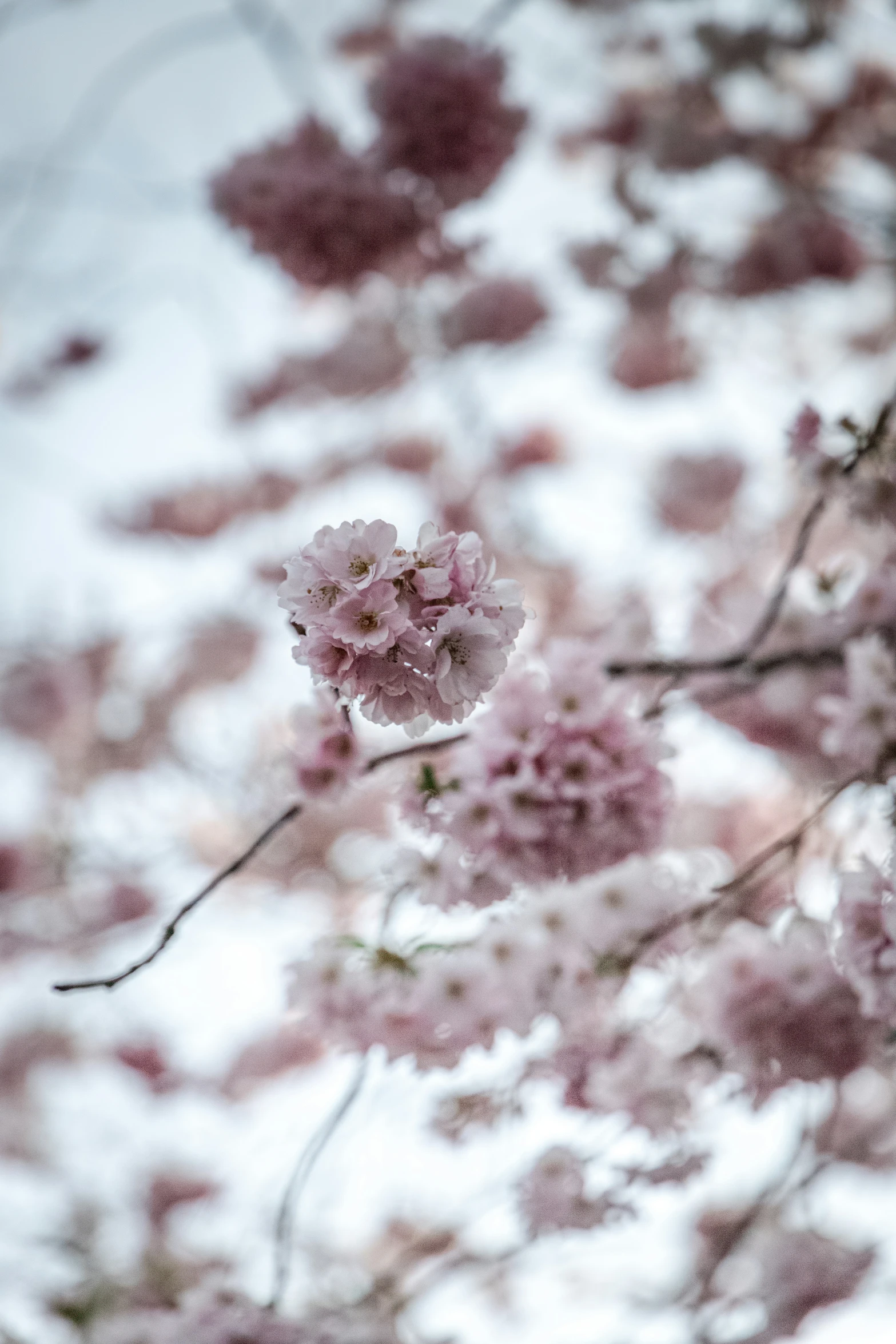 a white and purple po of pink flowers on the tree