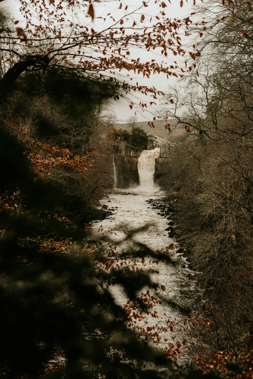 the wet stream in the autumn is surrounded by leaves