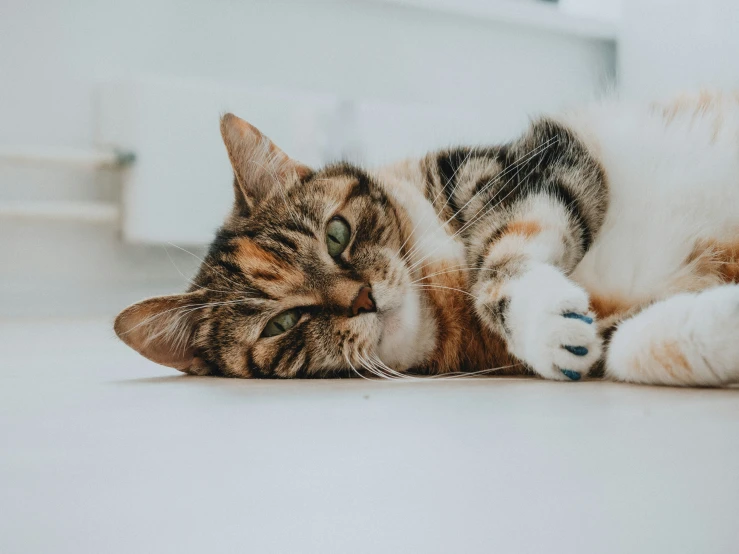 a cat laying down with its paw on the ground