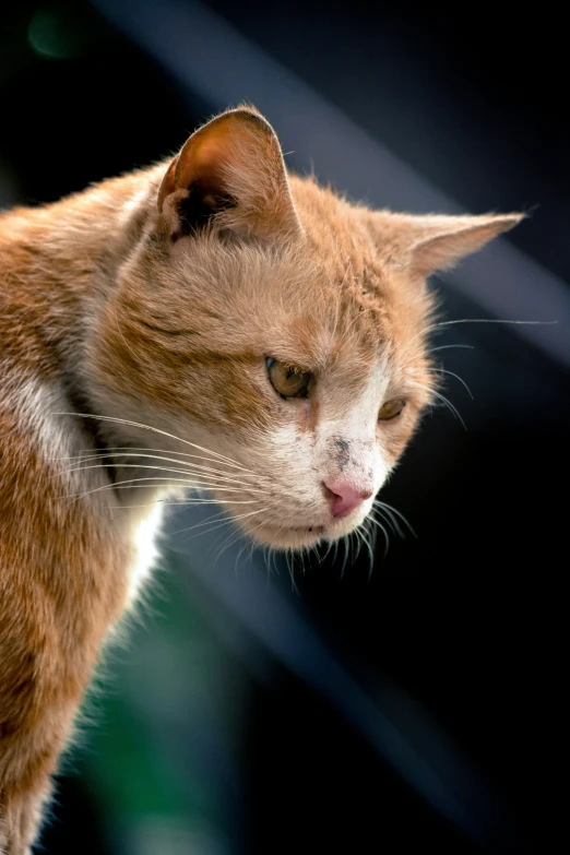 an orange and white cat standing on top of a wooden deck