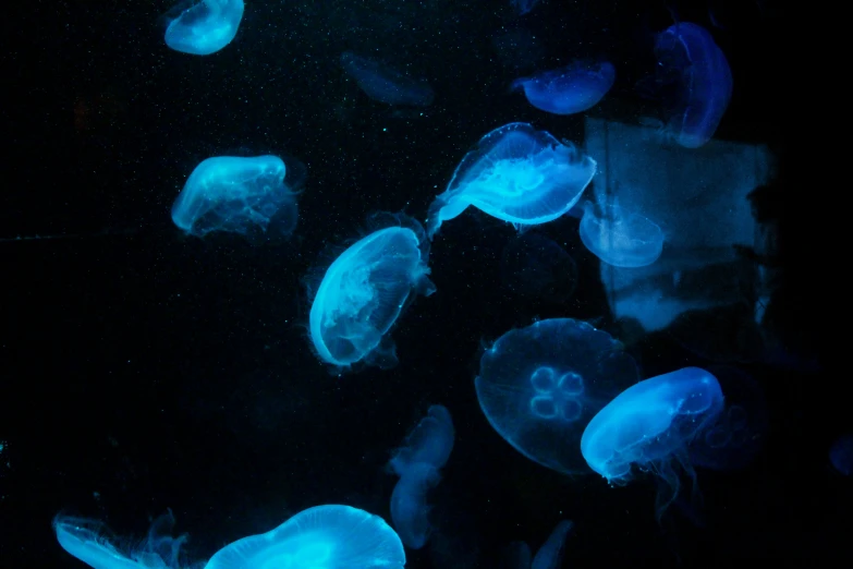 group of blue jelly fish in water looking at camera