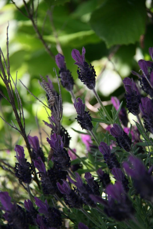 purple flowers that are in some kind of bush