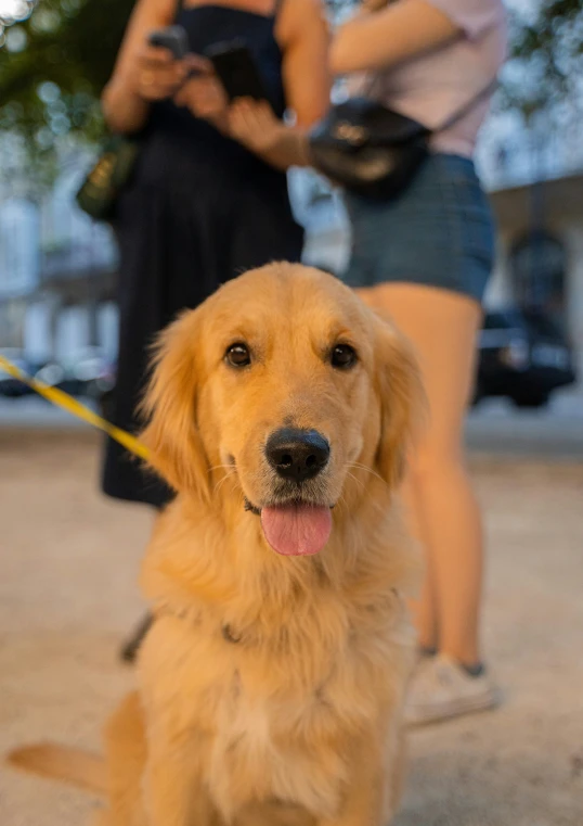 there is a golden dog and people walking