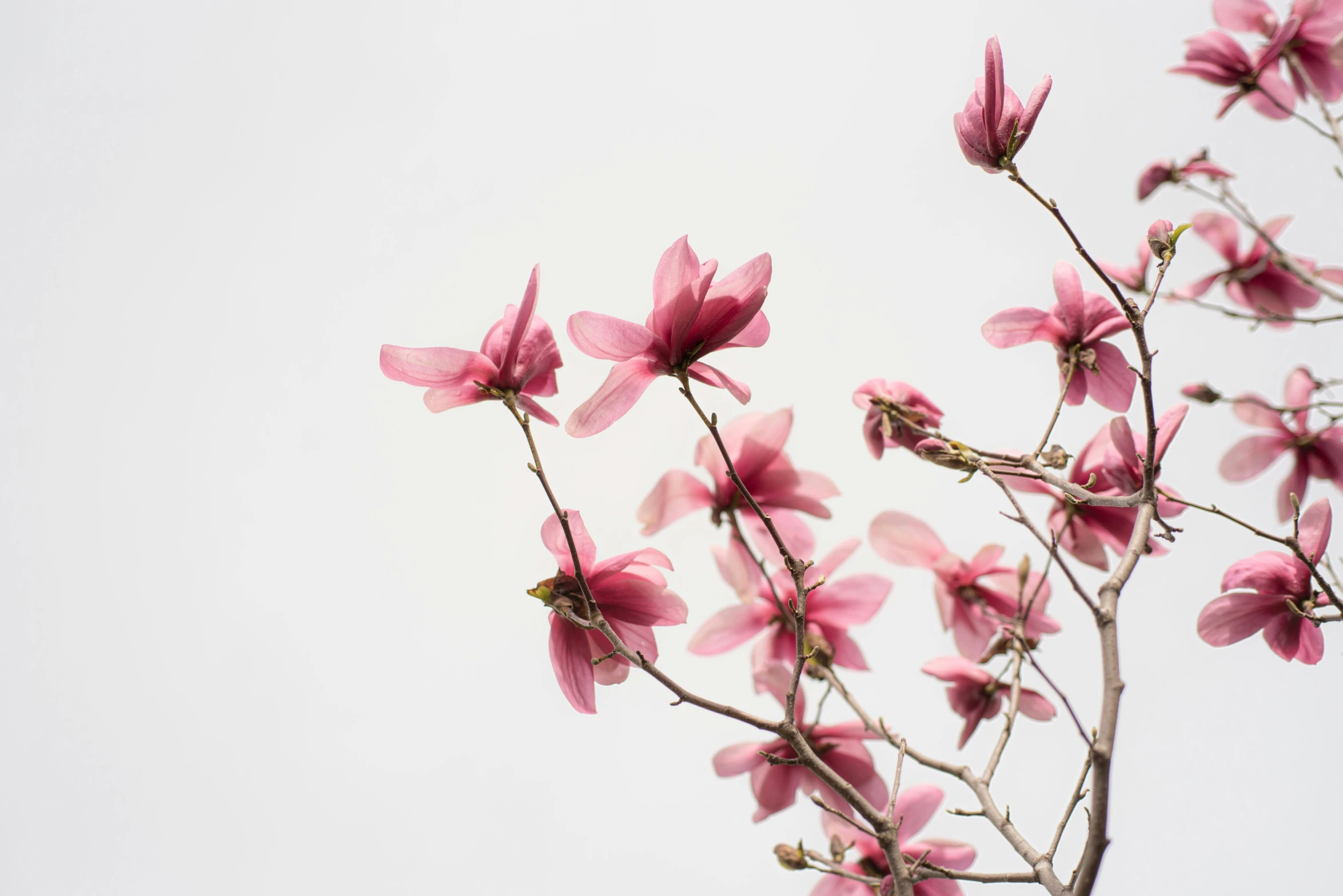 flowers with pink stems grow out of the top