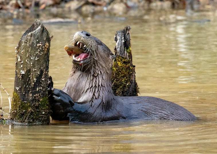 an otter has his mouth open sitting in water