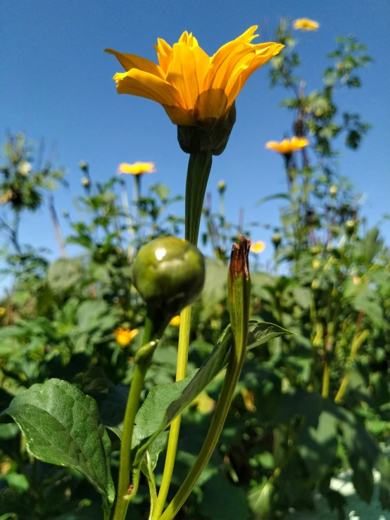 the sunflower has just opened into a big yellow flower