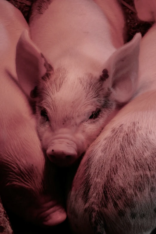 two small pigs resting next to each other on a pillow