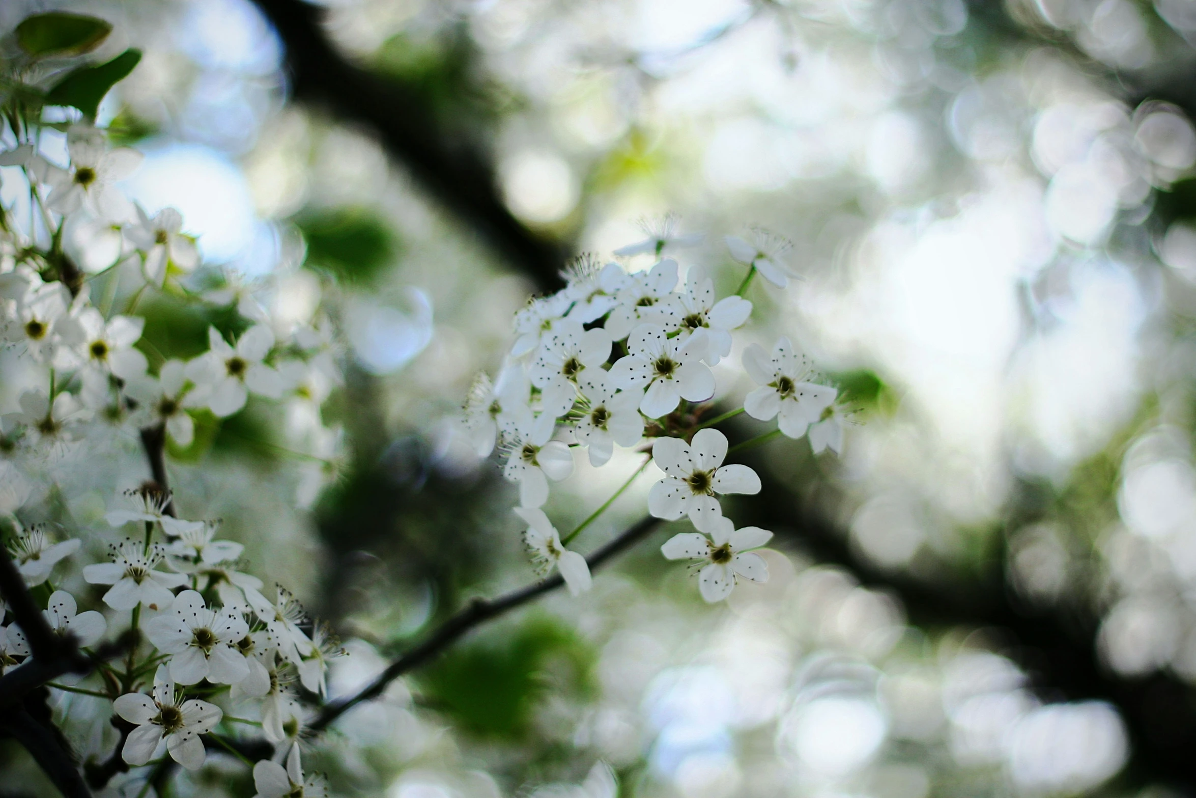 close up view of flowers on tree nch, blurred from the sun