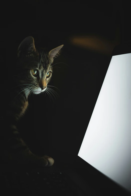 a cat looking at a laptop in the dark