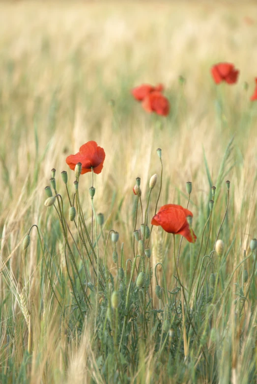 a field with red flowers and some tall grass