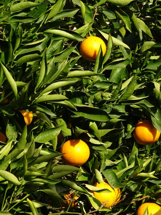 a cluster of oranges hanging in a tree