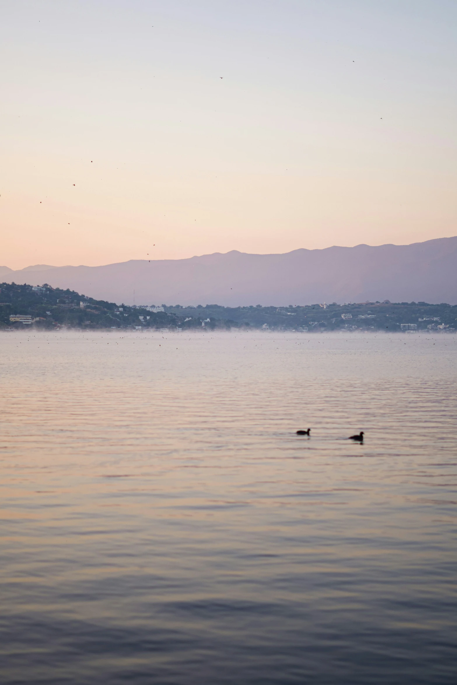 a lone duck floating in the lake next to an island