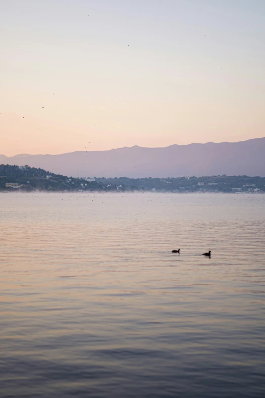 a lone duck floating in the lake next to an island