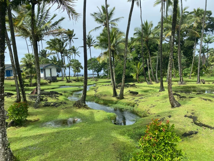 tropical palm trees surrounding an artificial pond and walkway