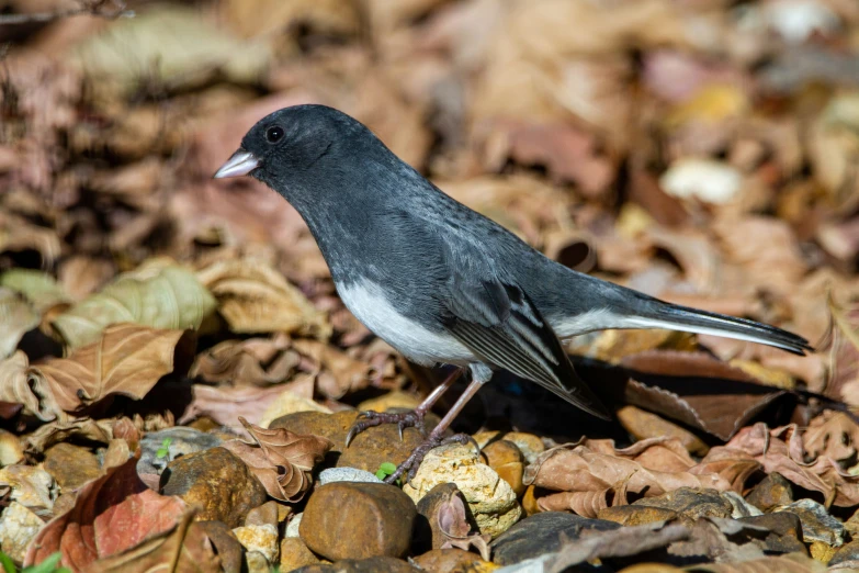 a gray and white bird sitting on some leaves